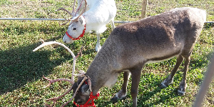 Gallery | Reindeer Hire company in London  and Essex gallery image 1