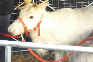 Gallery | Reindeer Hire company in London  and Essex gallery image 2
