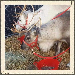 Gallery | Reindeer Hire company in London  and Essex gallery image 4