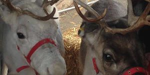 Gallery | Reindeer Hire company in London  and Essex gallery image 6