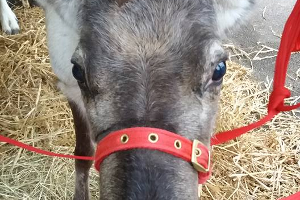 Gallery | Reindeer Hire company in London  and Essex gallery image 7