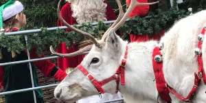 Gallery | Reindeer Hire company in London  and Essex gallery image 9