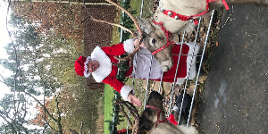 Gallery | Reindeer Hire company in London  and Essex gallery image 11