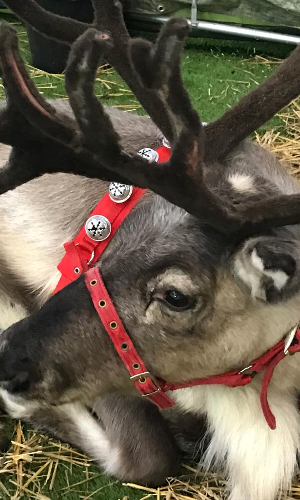 Gallery | Reindeer Hire company in London  and Essex gallery image 8