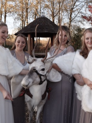 Gallery | Reindeer Hire company in London  and Essex gallery image 15