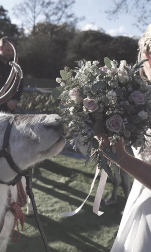 Gallery | Reindeer Hire company in London  and Essex gallery image 18