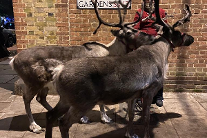 Gallery | Reindeer Hire company in London  and Essex gallery image 32