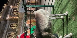 Gallery | Reindeer Hire company in London  and Essex gallery image 56