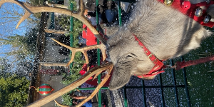 Gallery | Reindeer Hire company in London  and Essex gallery image 46