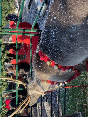 Gallery | Reindeer Hire company in London  and Essex gallery image 45