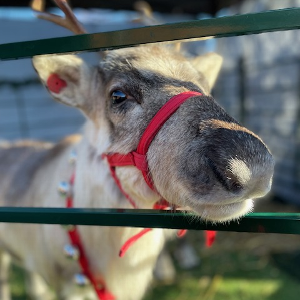 Gallery | Reindeer Hire company in London  and Essex gallery image 44