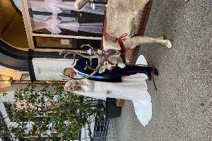Gallery | Reindeer Hire company in London  and Essex gallery image 62