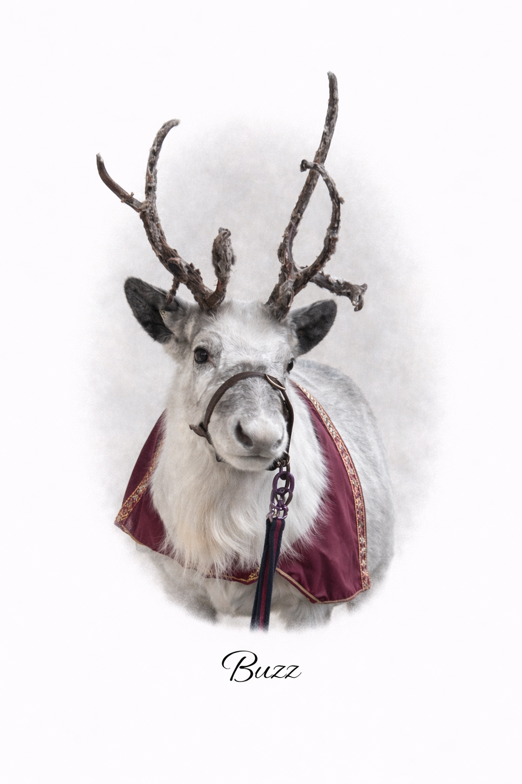 Unicorn hire  in London  and Essex